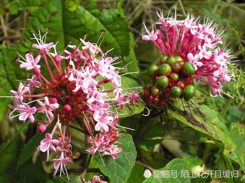 一眼的直观印象,这些不紧密的小花序就犹如癞痢头上那稀稀落落的毛发