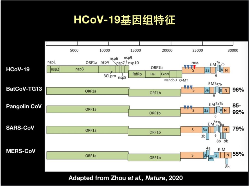 这里我想重点强调一下新型冠状病毒和其他冠状病毒之间的基因组差别.