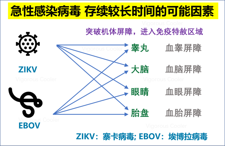 较真 新冠病毒和乙肝一样 的说法很离谱 一文读懂为什么 腾讯新闻