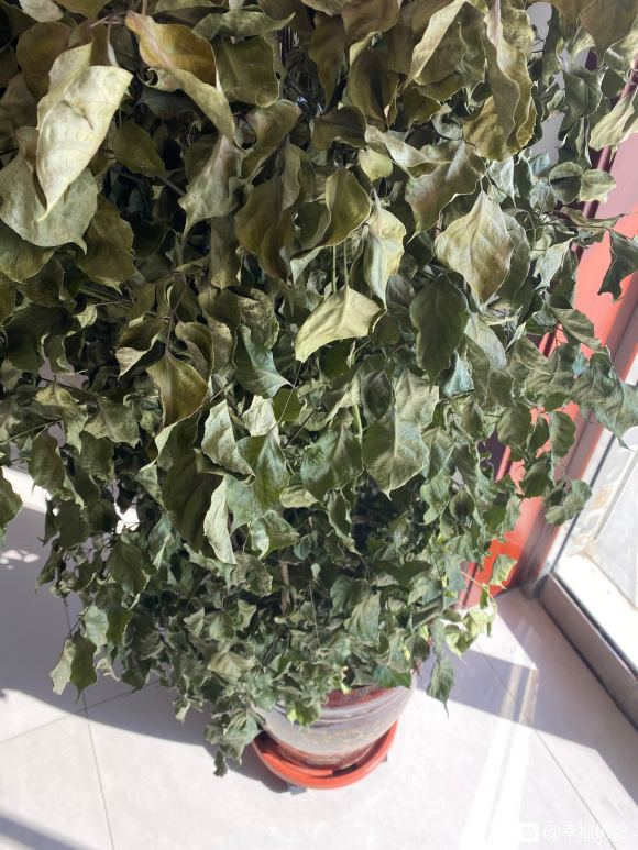 半死不活的幸福树被我狠心砍一刀结果冒出好多芽