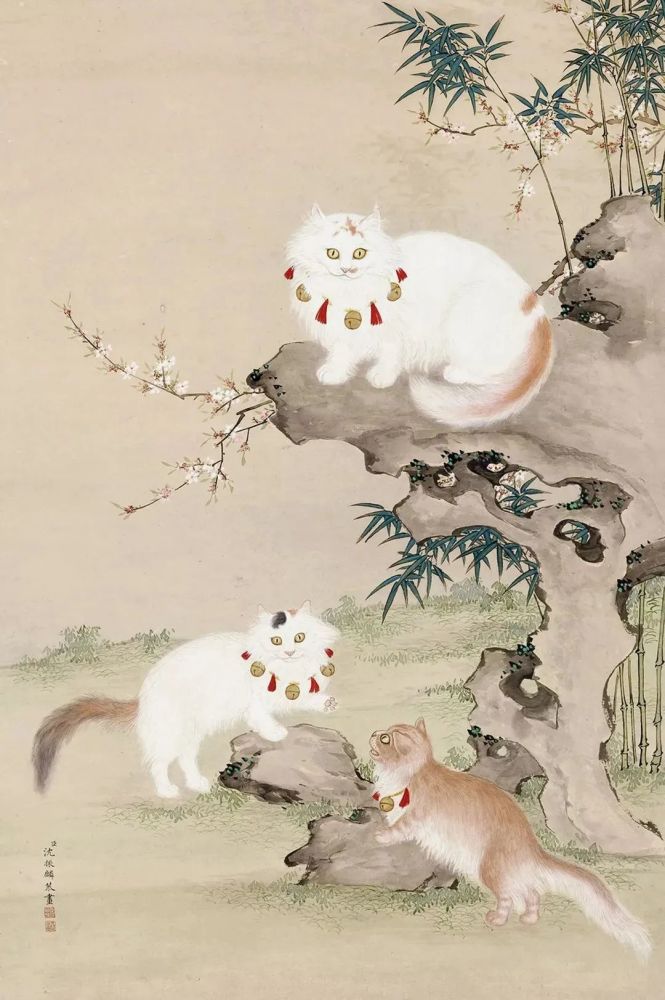 央视直播间溜进一只猫网友愉快吸猫化身段子手