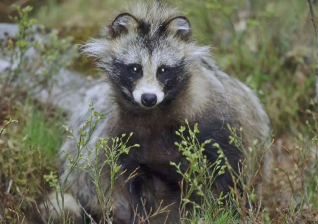 去年7月,在浙江安吉,野生動物調查組發現了一對野生貉,它們是一對母子