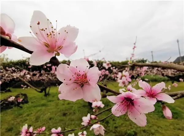 贵阳永乐乡桃花朵朵开
