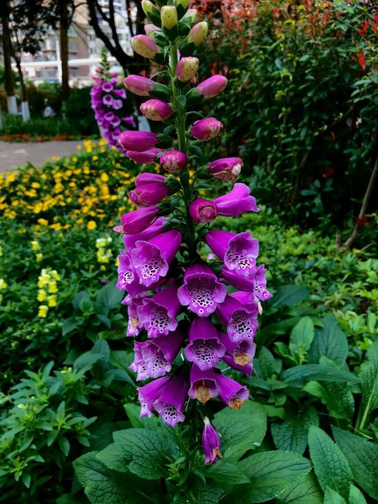 蕊黄花粉千娇百媚上图:陈文飞/摄上图:微信网友"无聊哥"/摄姹紫嫣红