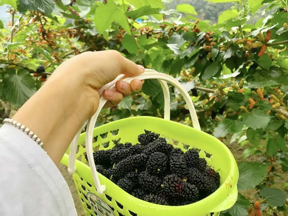马山这种果子成熟了!吃后嘴巴黑麻麻!很多人拿它泡酒_腾讯新闻
