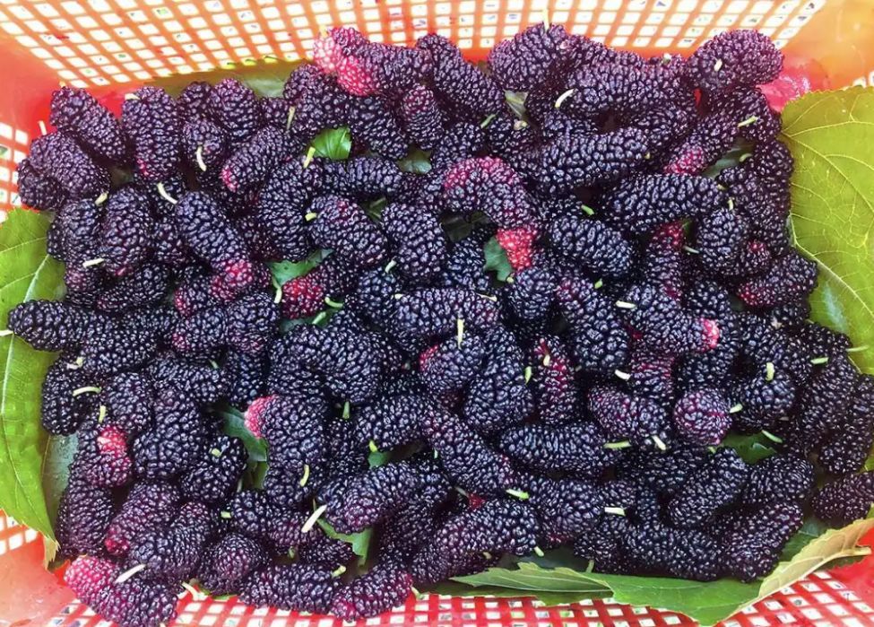 马山这种果子成熟了!吃后嘴巴黑麻麻!很多人拿它泡酒_腾讯新闻