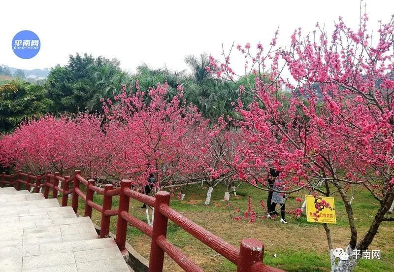 春風十里,不如一樹桃花開!平南生態公園滿山桃花醉人眼