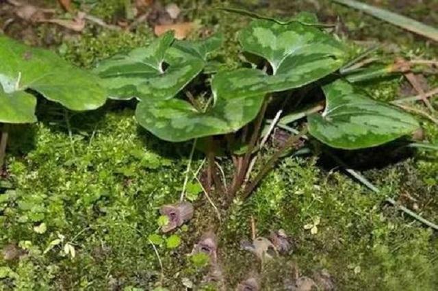 此草被称万能解毒草药效惊人1斤30可惜常被误认为杂草