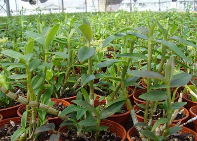 野外发现这3种草药可以偷着乐了每种都价值珍贵一斤上千元