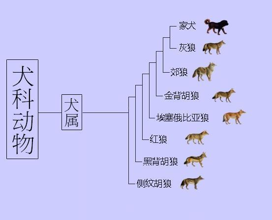 浅谈郊狼的扩张之路从野外到城郊为何它有如此能力