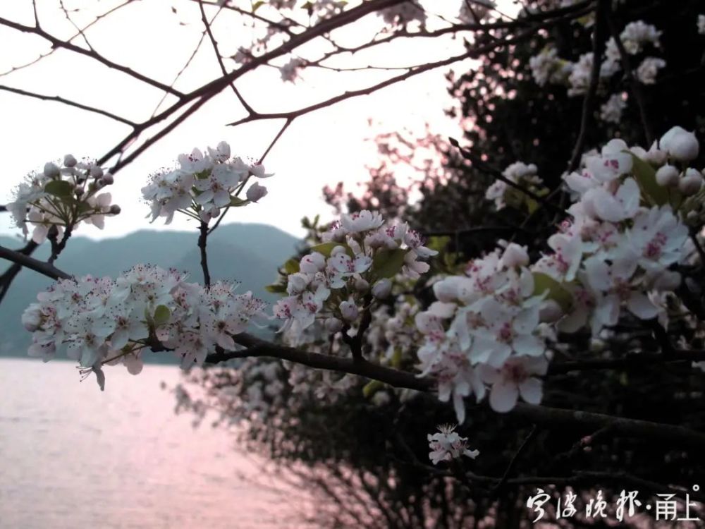 冷门 豆梨 有没有兴趣了解一下 腾讯新闻