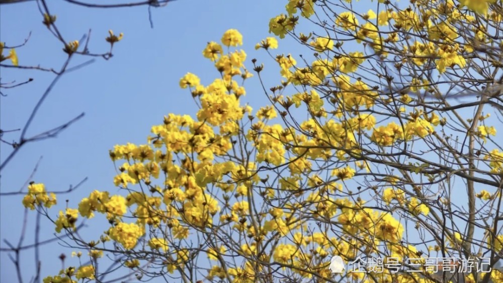 广西柳州黄花风铃木开了满城尽带黄金甲