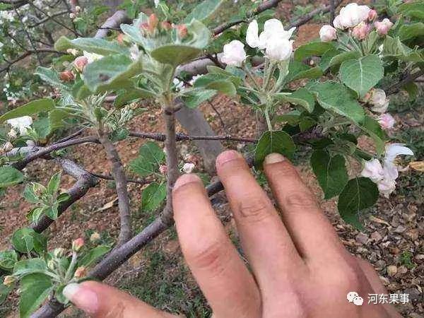 能夠有效地推遲果樹開花,提高防凍效果:1,早春灌水法