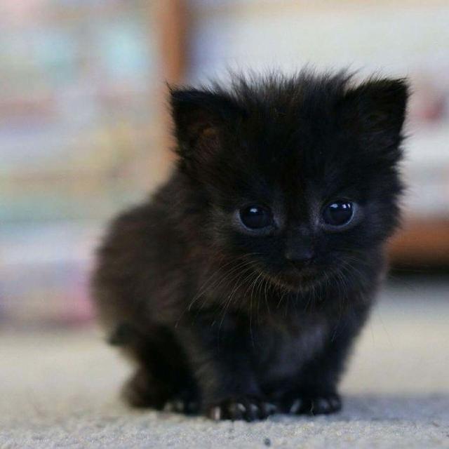 黑猫 这么多年一直在 背锅 明明很萌却不受待见 好可怜啊 腾讯新闻