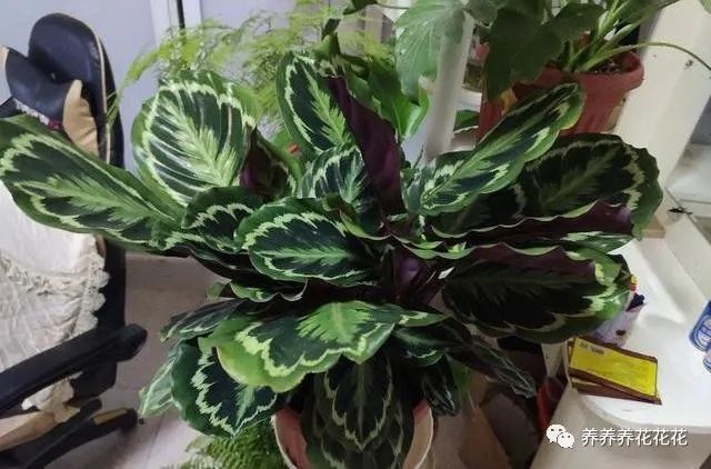 买到园土栽种的花卉 换盆要 谨慎 稍微不得当 很容易只剩盆 腾讯新闻