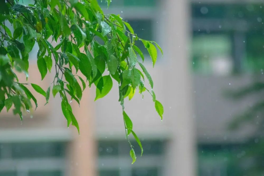 微雨|20首微雨诗词，不知何处雨，已觉此间凉