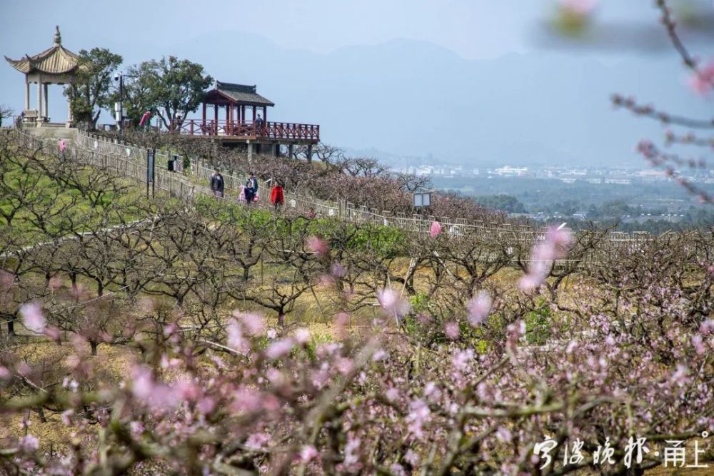 奉化林家村这片 花海期 将持续半个多月 腾讯新闻