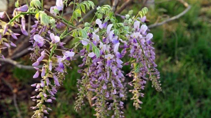 爱吃葛花的砀山人注意了 赶紧告诉家人朋友 腾讯新闻