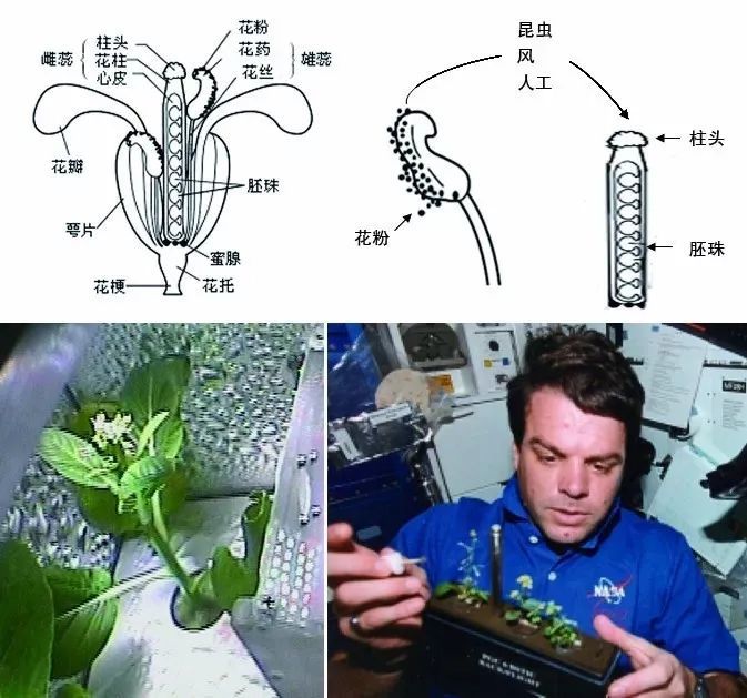 在太空播种生命和希望