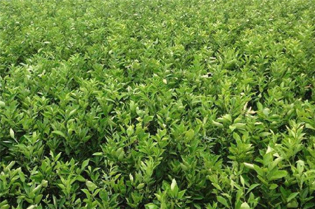 唐朝植树美诗 江头橘树君自种 那不长系木兰船
