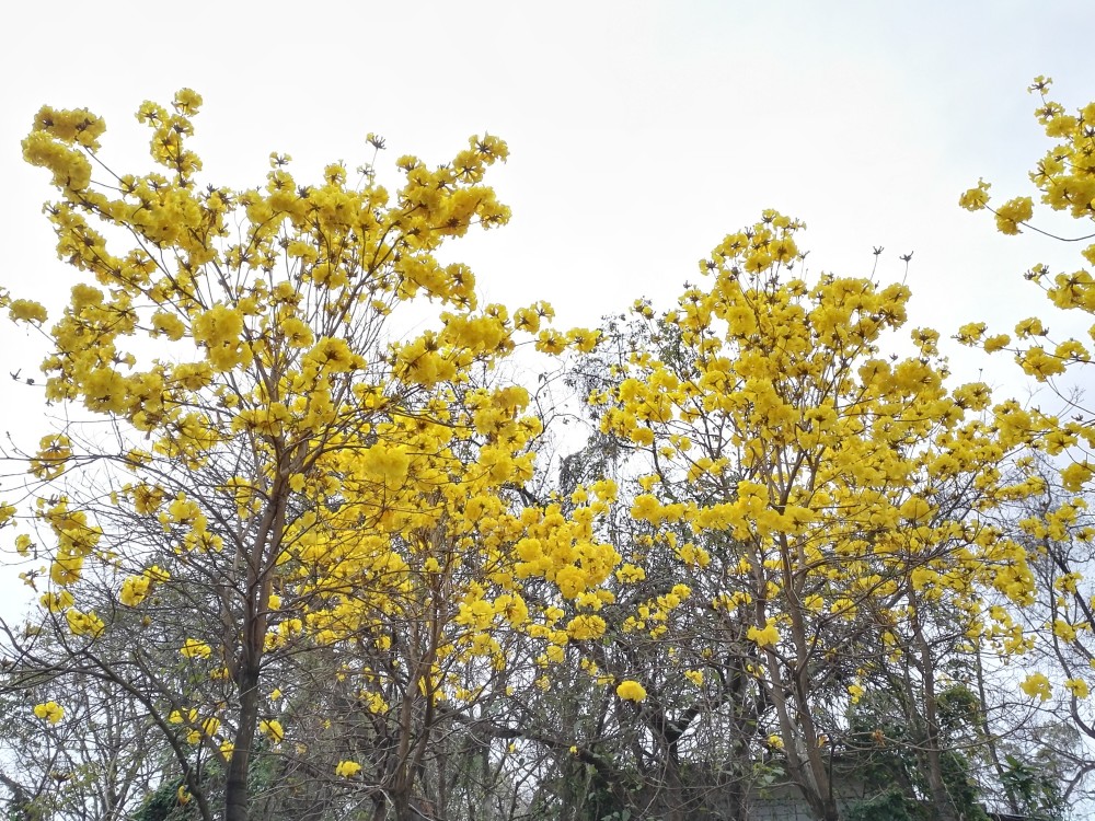 3月來廣州天河觀賞黃花風鈴花