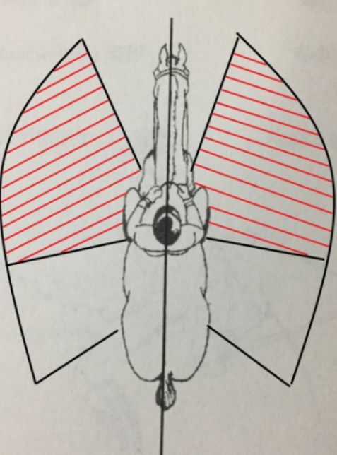 骑兵砍人套路多为何恰西克要举过头顶解放军65式马刀却不行