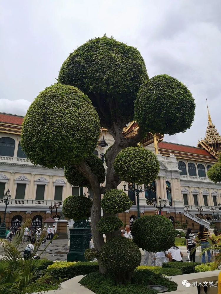 植樹節專題帶你看看那些泰國的樹