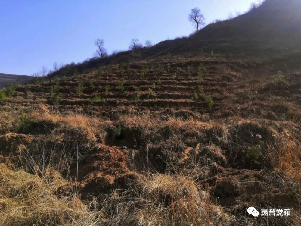 朝那镇多措并举推动全域无垃圾专项治理