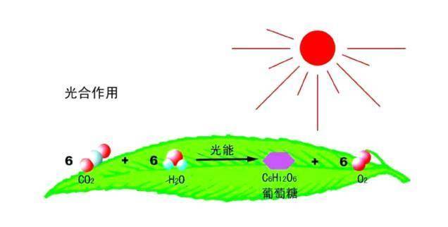 老虎|如果老虎和花豹在野外相遇，花豹逃生的概率有多高？