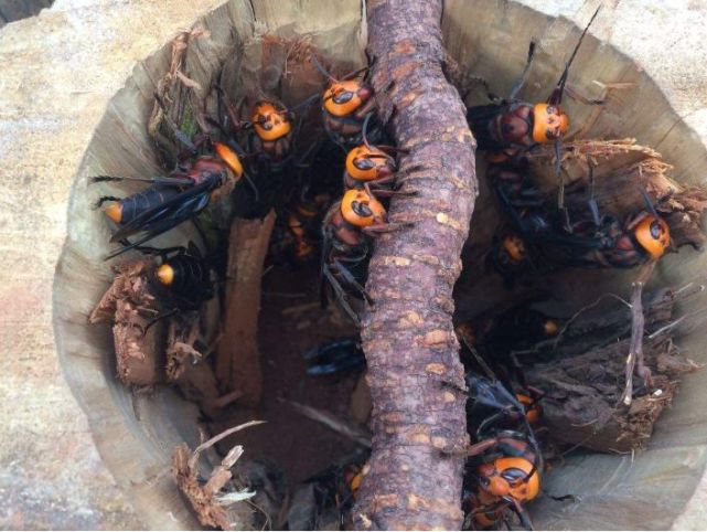 原因有5个|胡蜂|蜜蜂|蜂蛹|金环|大棚|养殖户