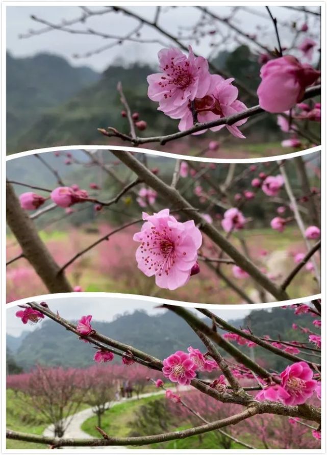 近日灵溪镇洞坎村陈家坡梅花盛开,春意盎然,令人心旷神怡.