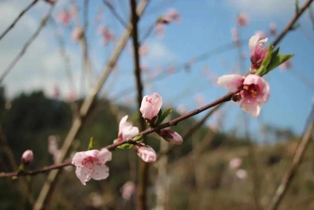 阳春三月磐安绿 树树桃花间红花 腾讯新闻