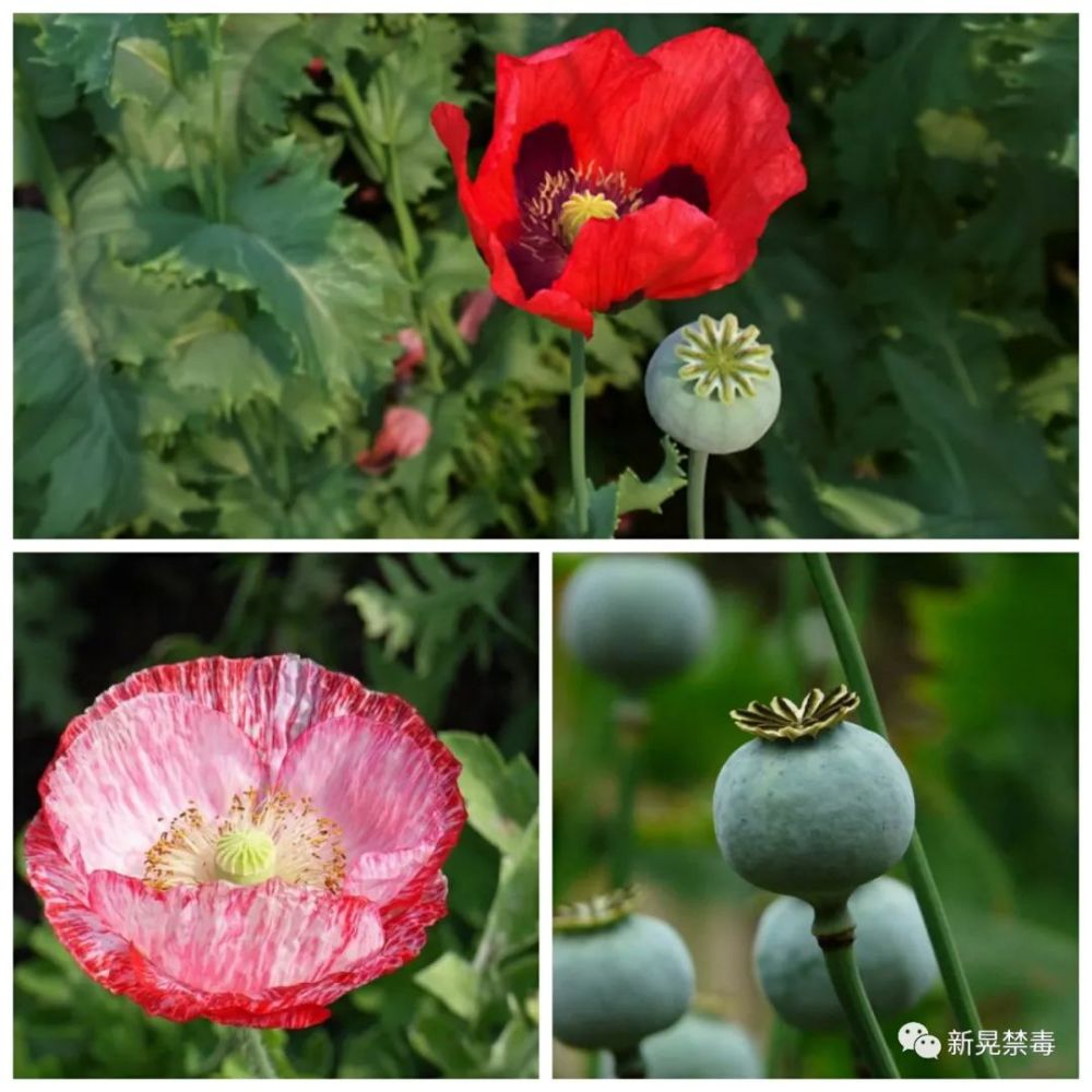 植树节带你认识毒品原植物千万别种植它们
