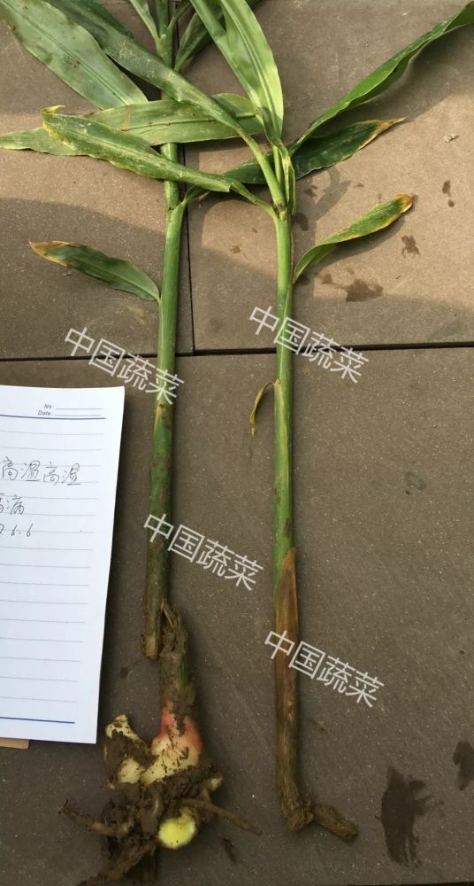 又稱為常規性細菌性軟腐病.