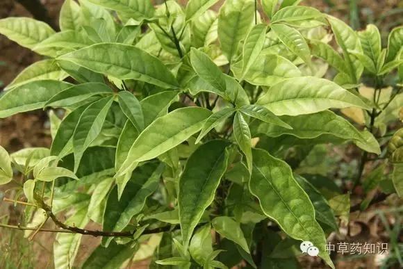 植物情況:常綠灌木或小喬木原植物:三叉苦(三椏苦)科:芸香科產地:南部