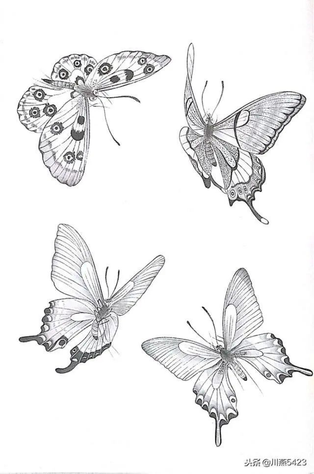 书画联盟丨蝴蝶相关的工笔素材记得收藏