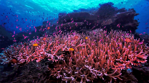 来自广袤海洋的剧毒天团 海胆 背鳍 棘刺 珊瑚 石头鱼