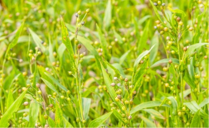 农村种植教你薏仁米的高产栽培技术主要包含以下几点