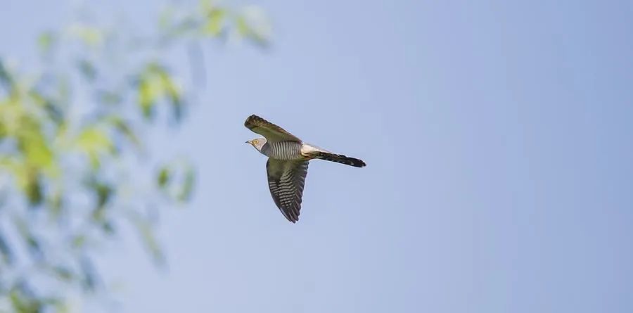 安子與九妹《布穀鳥》