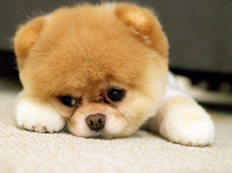 心理学凭直觉选1只狗狗测你会为爱人受多大委屈