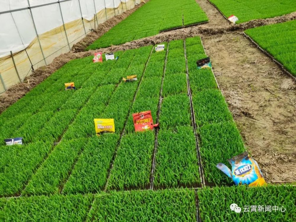 筛选了荃优822,荃优212,荃优967,晶两优1212,晶两优1377,隆两优黄莉占