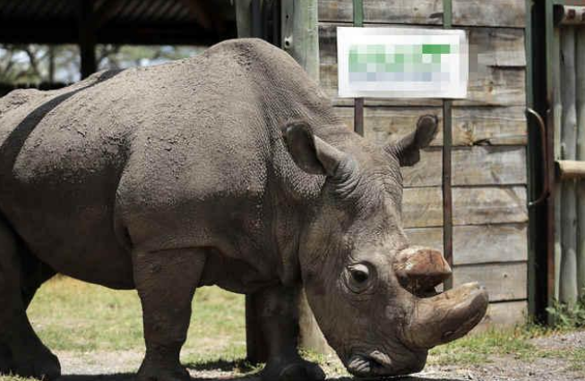 全世界最后一只白犀牛 被特种兵24小时持枪守护 如今怎么样了 腾讯新闻