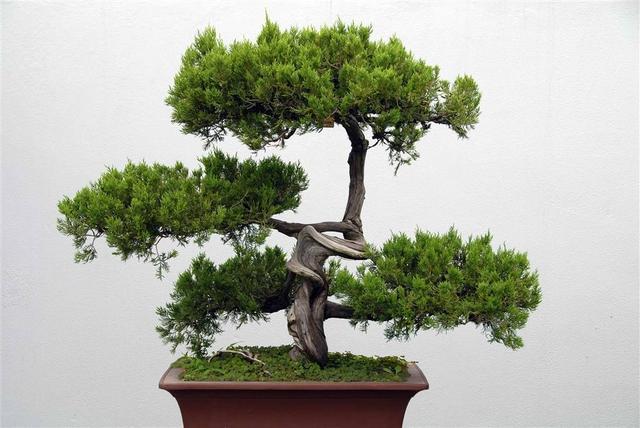 几种寓意好又大气的盆景喜欢别错过养在家里很气派