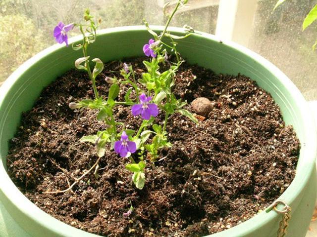 养花换土不麻烦 消毒 这一步必须有 不然满盆虫子养啥花都死 腾讯新闻