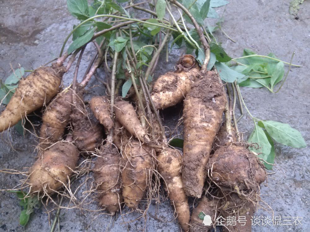 分布广泛的四叶参,药用价值高,野生的一斤十元,见到了要珍惜