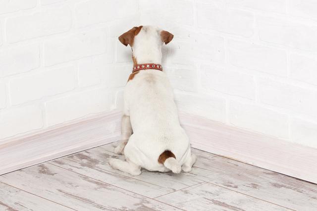 狗狗来回踱步想表达什么?主人要警惕行为背后的焦虑和压力