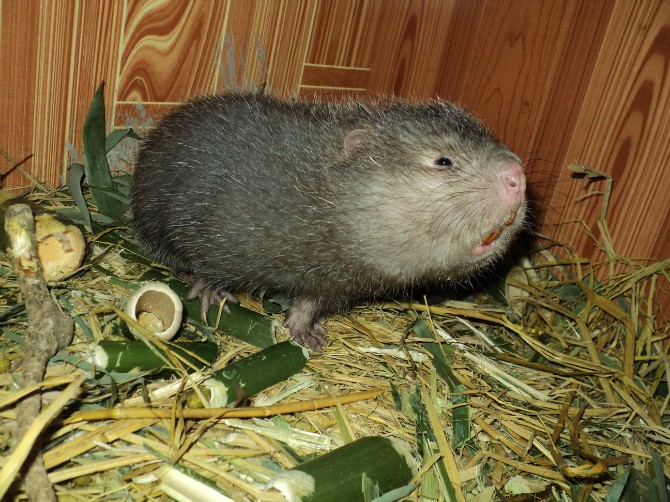 网红动物竹鼠养殖自成体系,它长寄生虫怎么办?