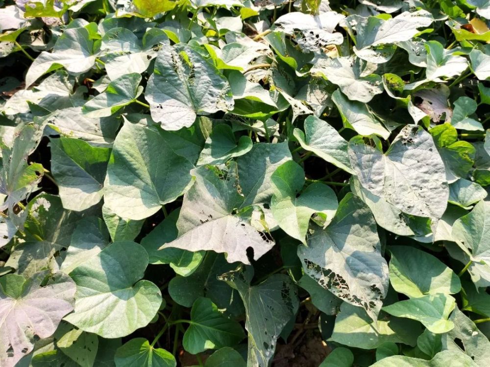 甘薯施肥,控旺及病虫害防治关键技术!