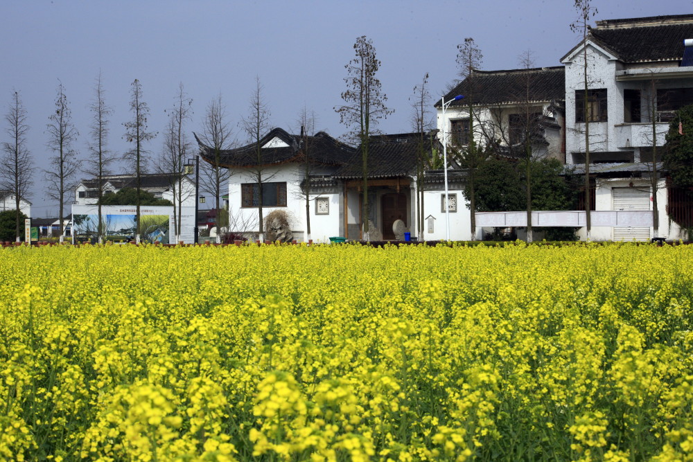大美苏州横泾东林渡千亩油菜花儿开