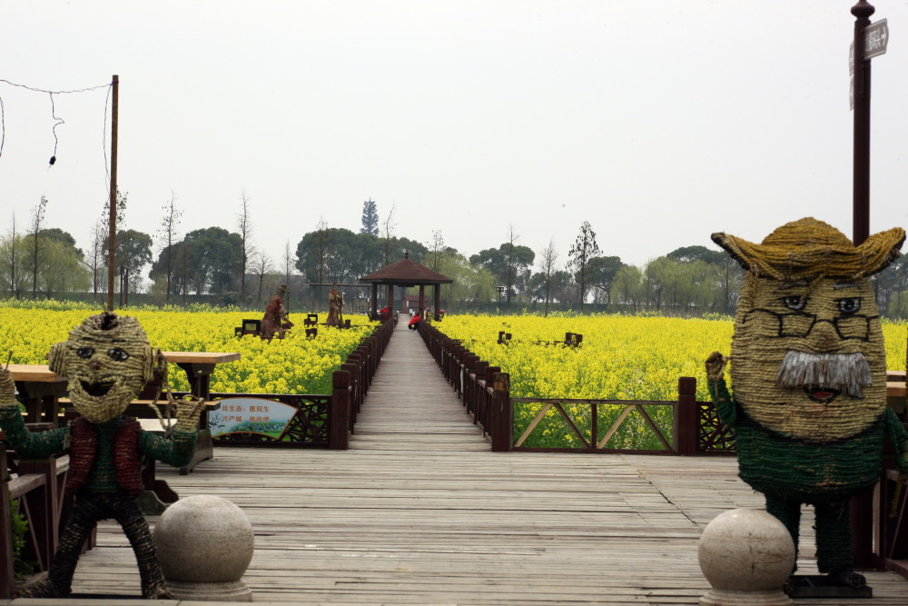苏州横泾东林渡 千亩油菜花儿开!